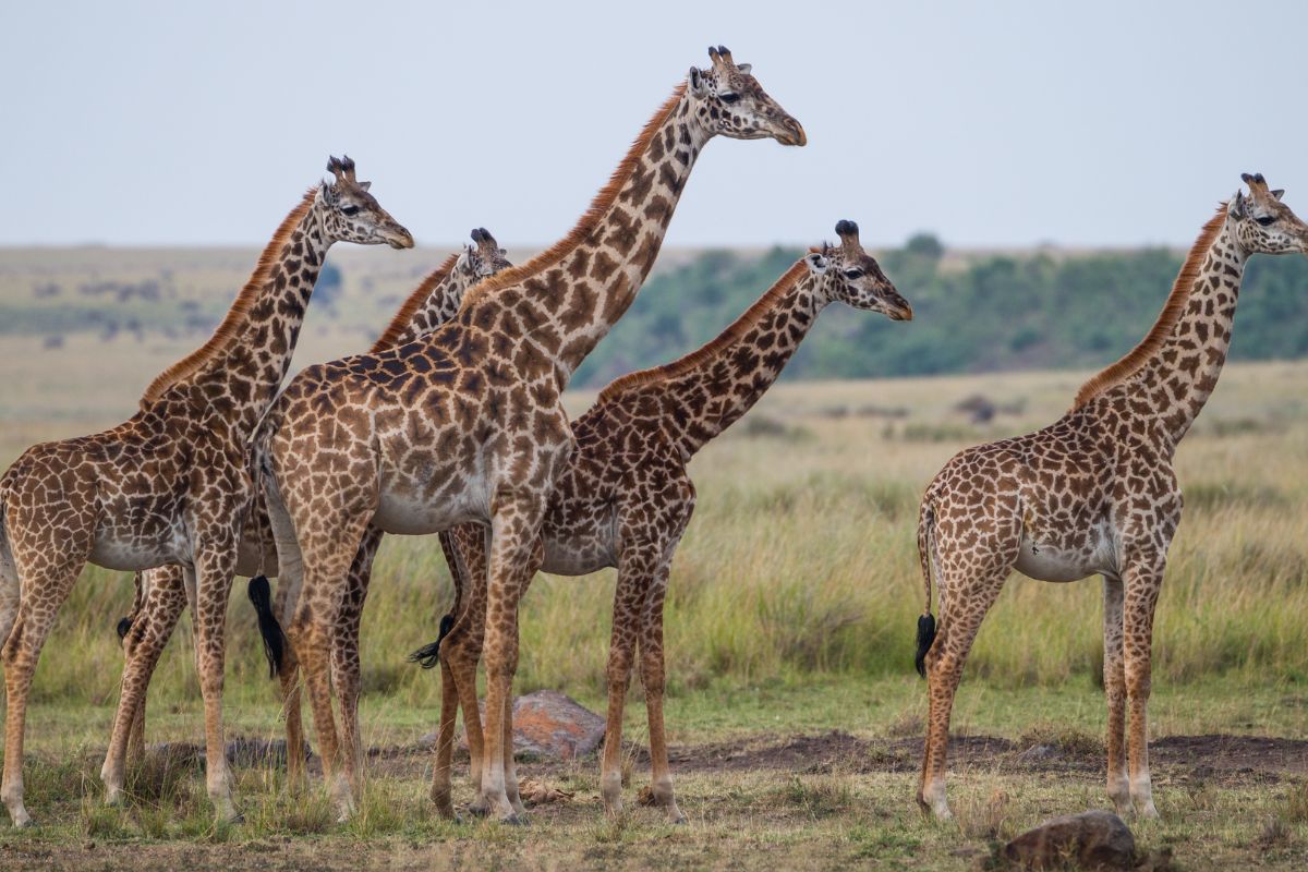 best Kenya Safari Packages 2025