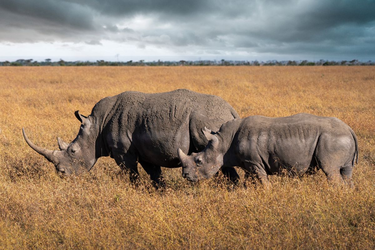 12-Day Kenya and Tanzania Safari Package 