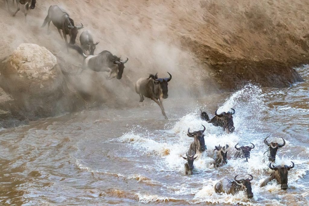 7 Day Great Migration Tanzania Safari Package
