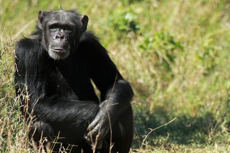 12-Day Kenya and Tanzania Safari Package