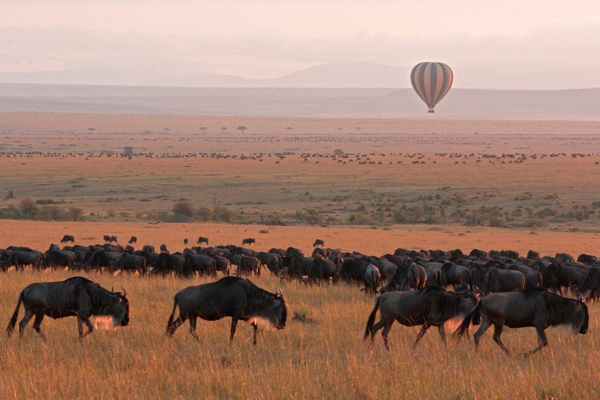 12-Day Kenya and Tanzania Safari Package 