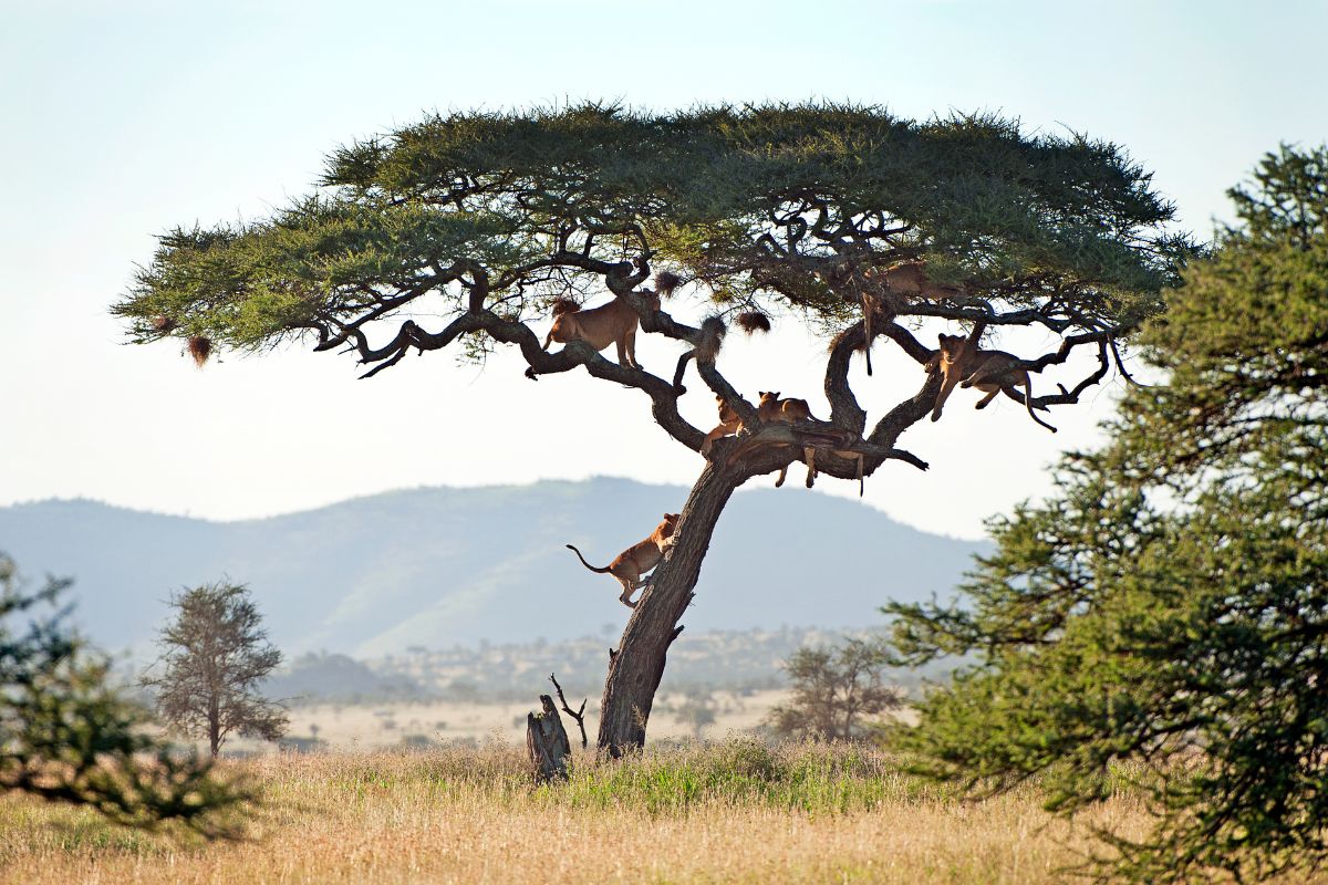 12-Day Kenya and Tanzania Safari Package 