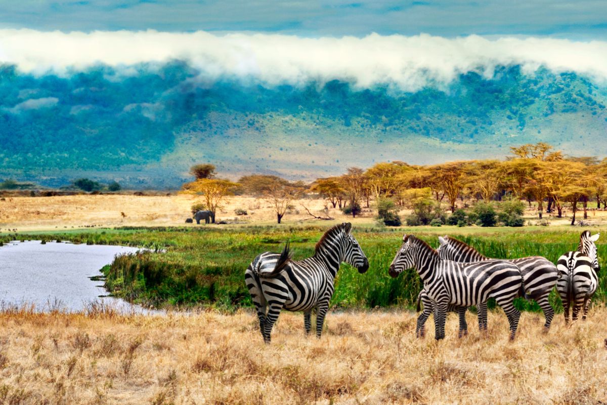 12-Day Kenya and Tanzania Safari Package 