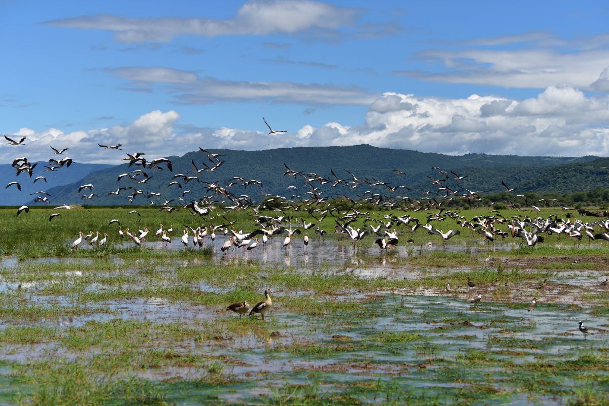 12-Day Kenya and Tanzania Safari Package 