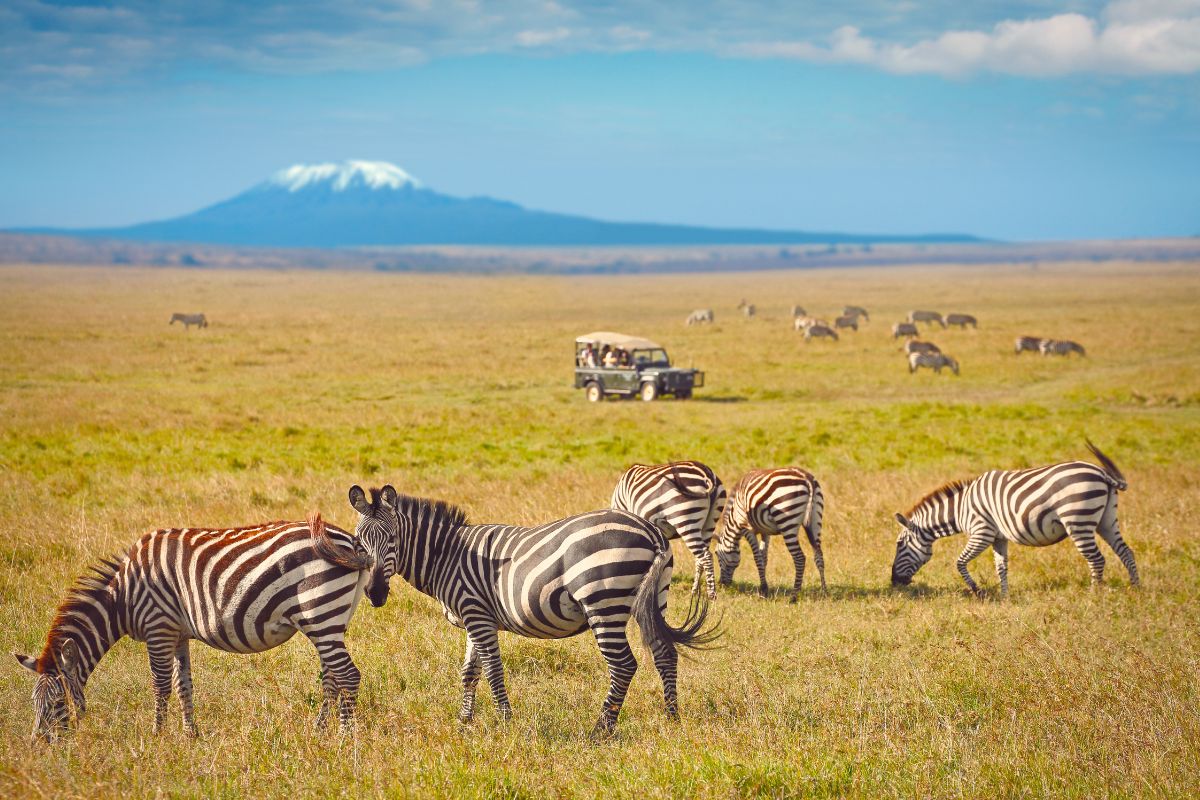 12-Day Kenya and Tanzania Safari Package