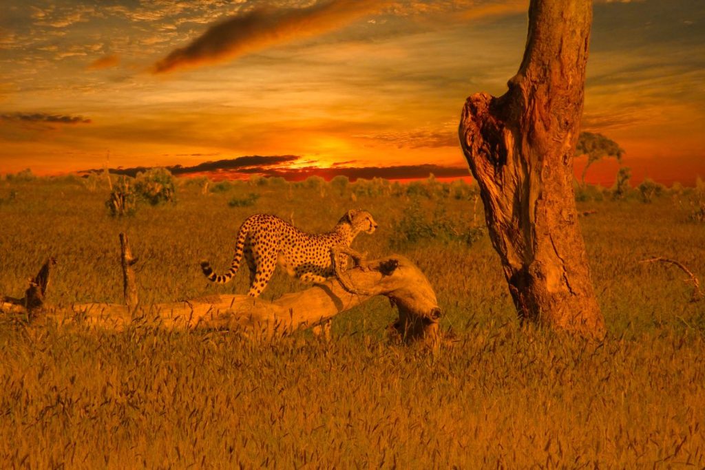 Kenya and Tanzania Safaris