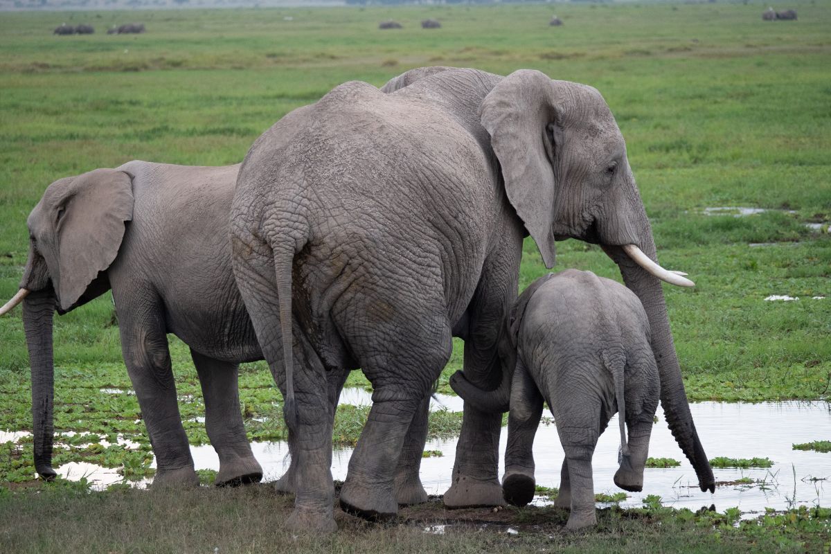 5-Day Diani Safari Package