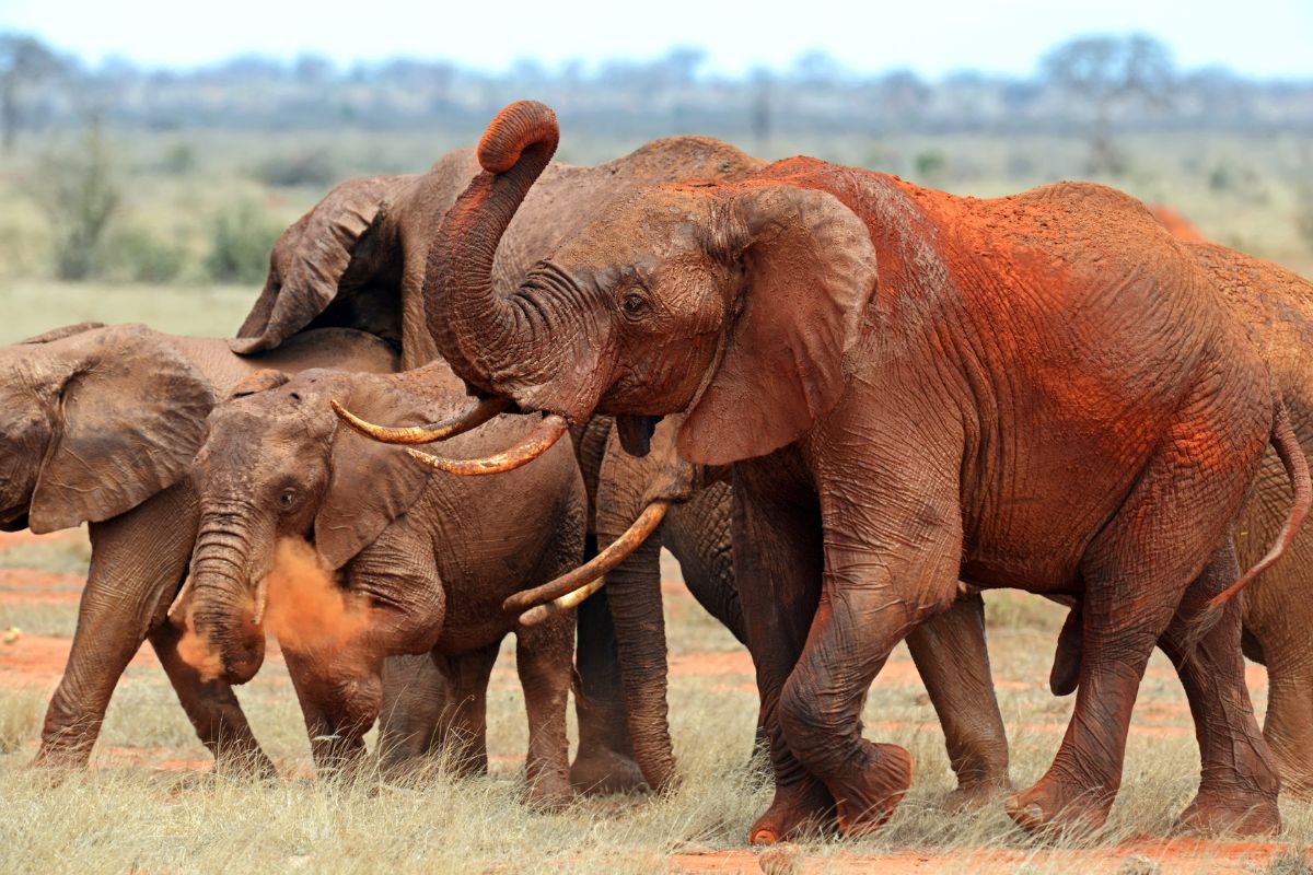 5-Day Diani Safari Package 