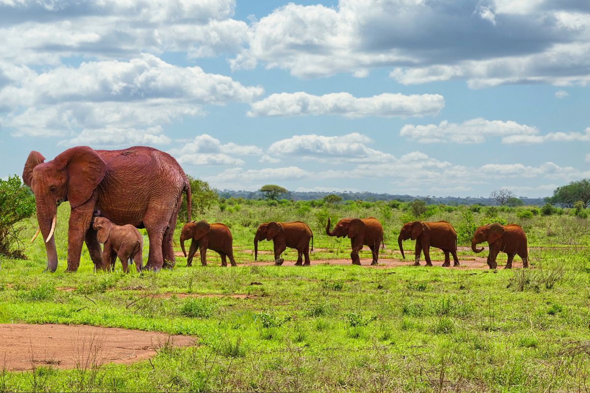 5-Day Diani Safari Package