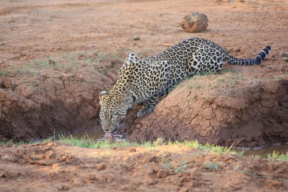 Best Christmas Holiday Packages in Kenya 2025