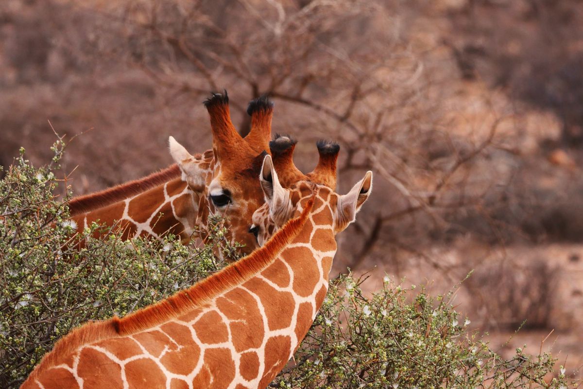 Best Christmas Holiday Packages in Kenya 2025