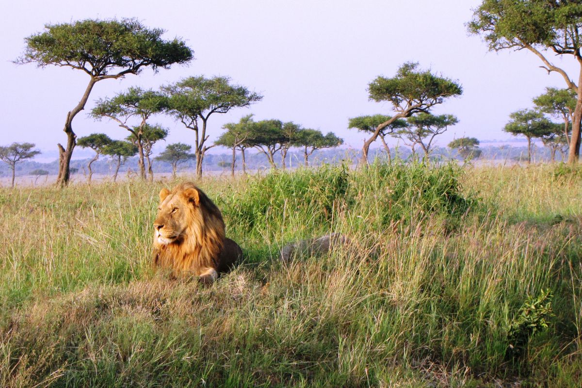 How to Plan the Best December Safari Holiday in Kenya 2025 