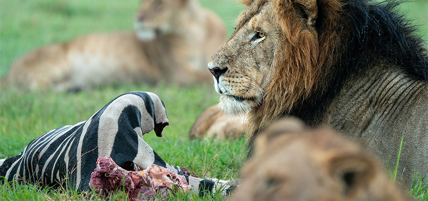 6-Day Kenya Safari: Tsavo, Amboseli, Naivasha and Mara