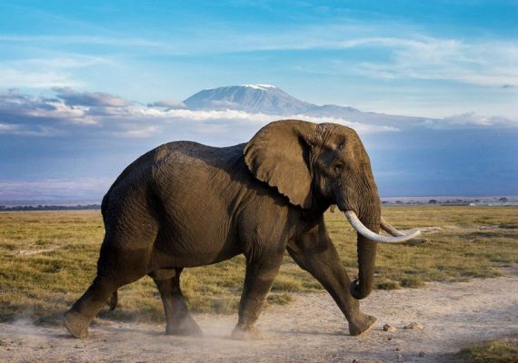 Kenya safari wilderness