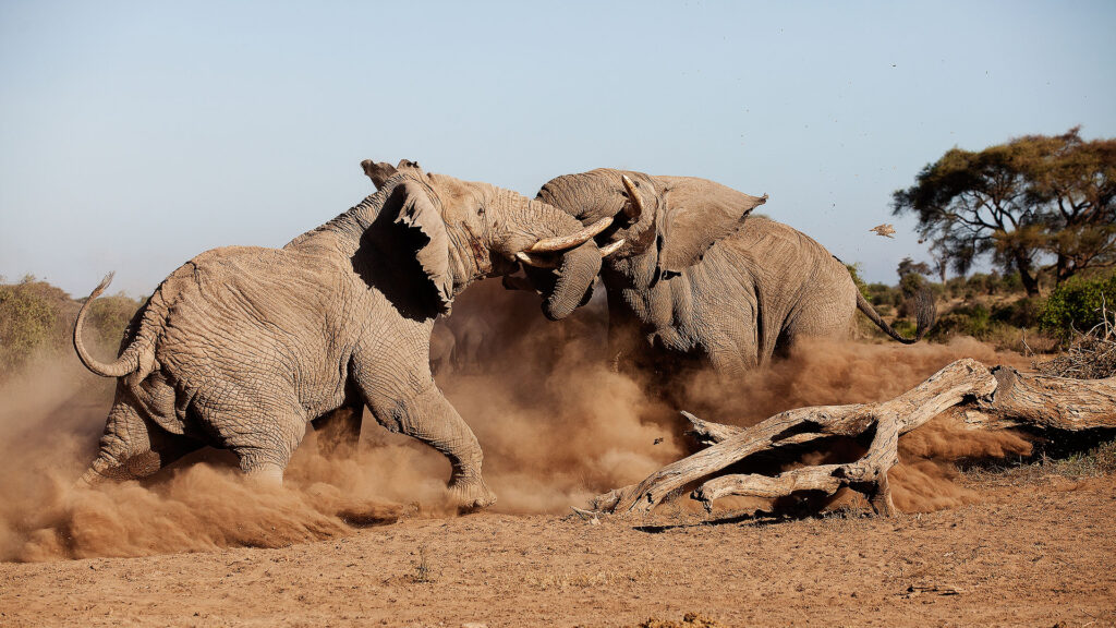 Amboseli elephants