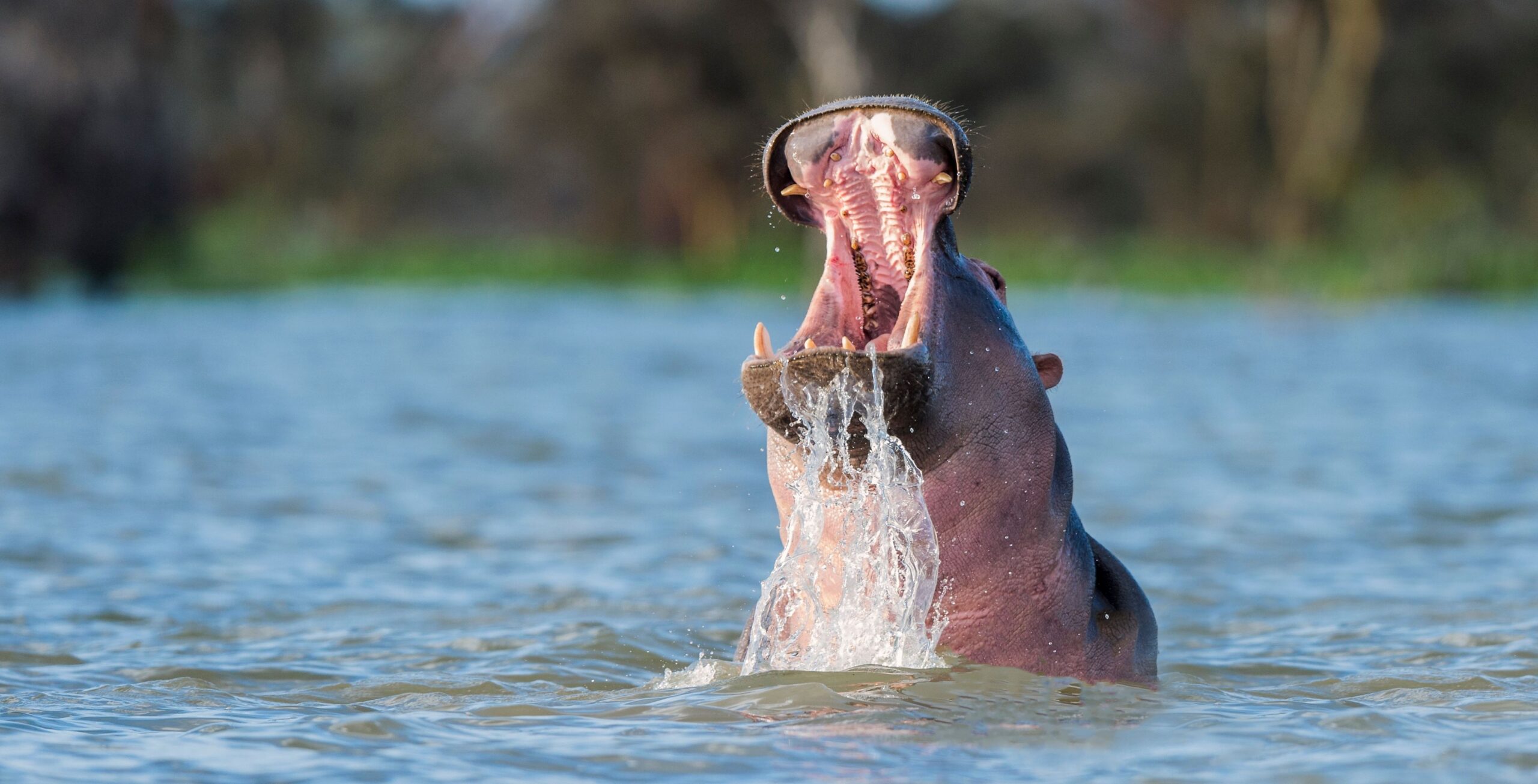 Lake Naivasha wildlife