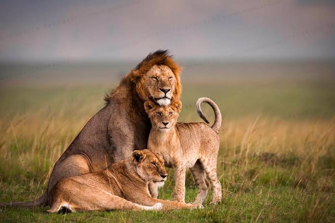 Maasai Mara lions