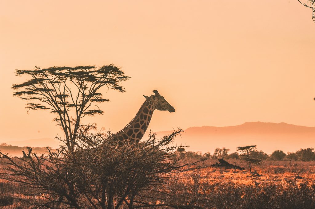3 Days Tsavo East & West Safari from Diani Beach