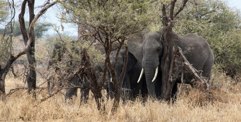 3 Days Tsavo East Safari from Mombasa