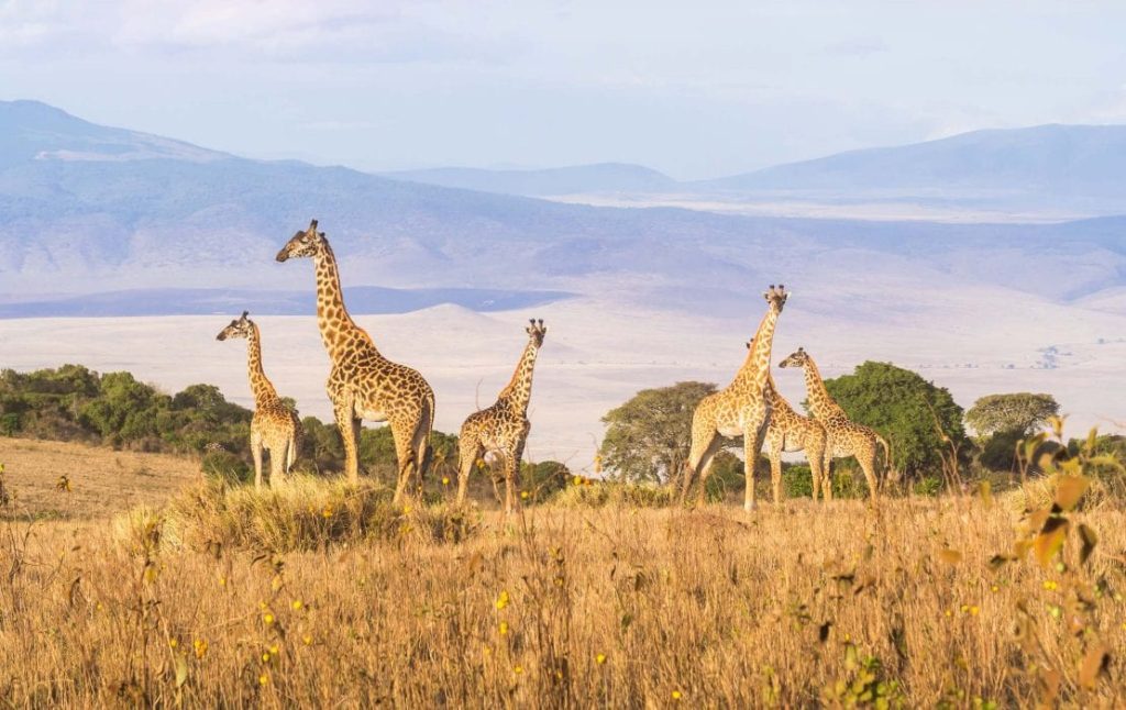 6 Day Kenya Safari: Tsavo West, Amboseli, Naivasha & Masai Mara