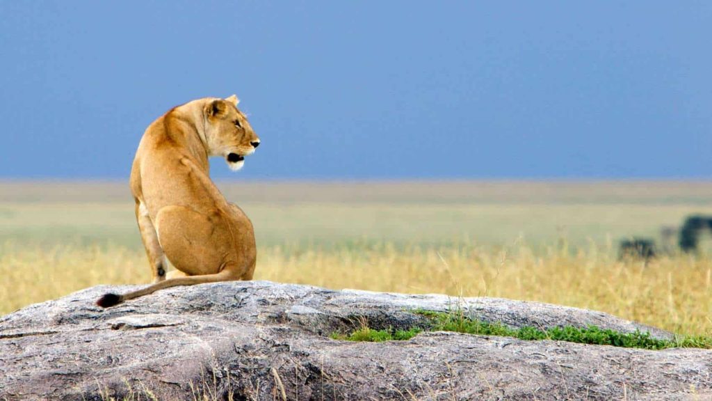 6 Day Kenya Safari: Tsavo West, Amboseli, Naivasha & Masai Mara