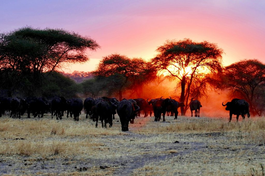 3 Days Tsavo East Safari from Mombasa