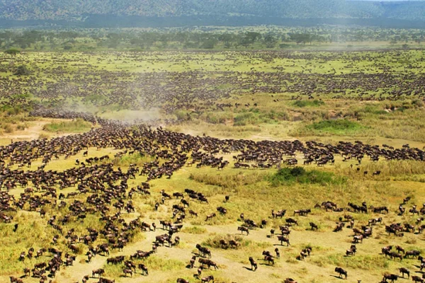 Great migration serengeti