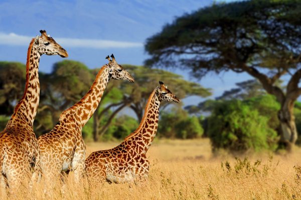 Tarangire national parks