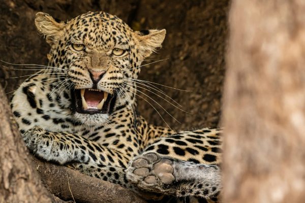 birger-strahl-bb-nc0y1Rio-unsplash birger-strahl-bb-nc0y1Rio-unsplash
