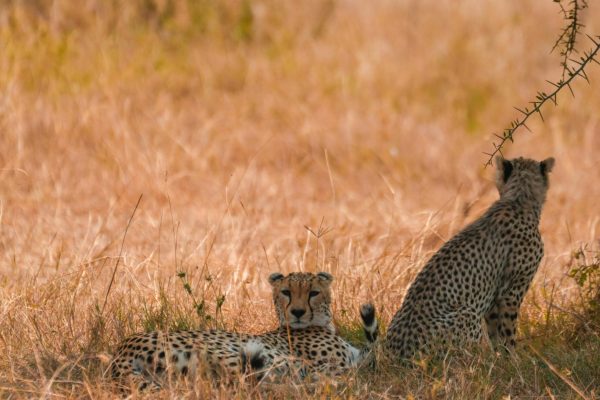 cheetah serengeti