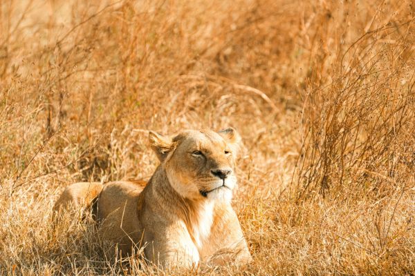 Serengeti Park Safari