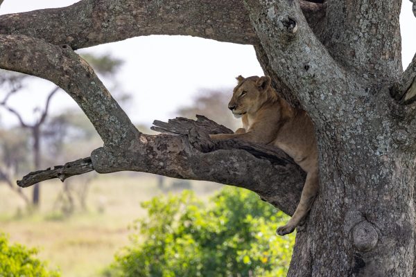 Luxury safari serengeti