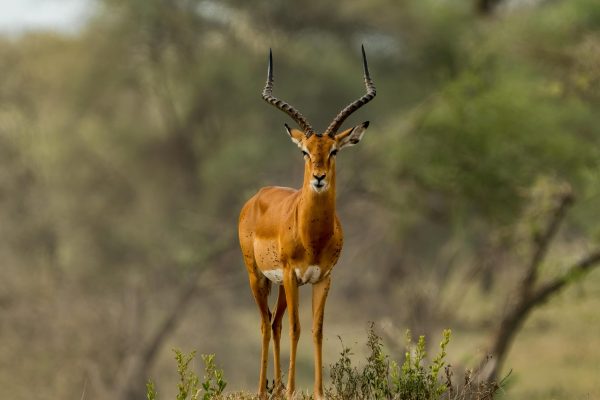Photography safari serengeti
