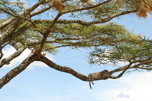 Family safari serengeti