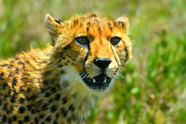 Cheetah Safari serengeti